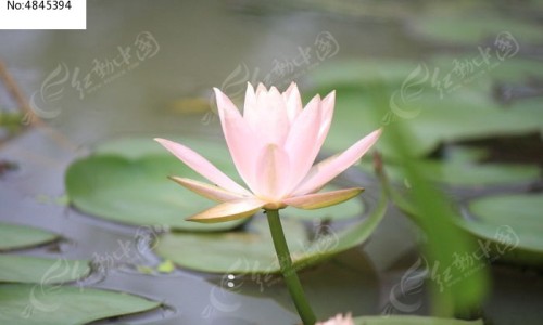 川芎的功效与作用主治-川芎的功效与作用图片专区_川芎的功效是什么作用与主治专区_川芎红枣的作用与功效网